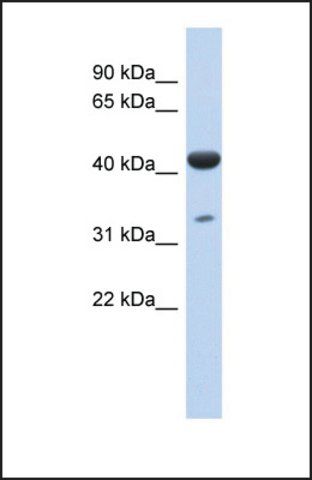 Anti-HCG_1745121, (N-terminal) antibody produced in rabbit