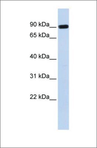 Anti-HECTD2 (ab2) antibody produced in rabbit