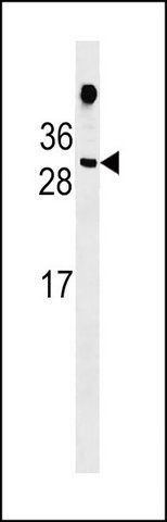 ANTI-HDGFL1 (CENTER) antibody produced in rabbit