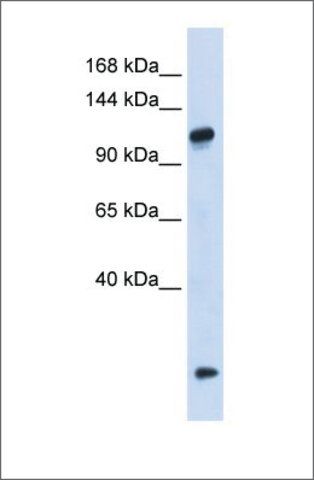 Anti-HEATR4 antibody produced in rabbit