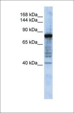 Anti-HEPH antibody produced in rabbit