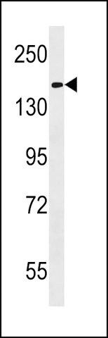 ANTI-HEPHL1(N-TERMINAL) antibody produced in rabbit