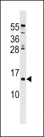 ANTI-HHLA3 (CENTER) antibody produced in rabbit