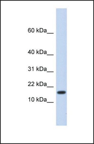 Anti-HERC4, (N-terminal) antibody produced in rabbit