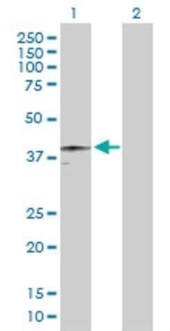 Anti-HFE antibody produced in rabbit