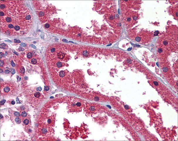 Anti-HINT1 (ab2) antibody produced in rabbit