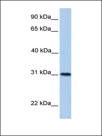 Anti-HELT antibody produced in rabbit