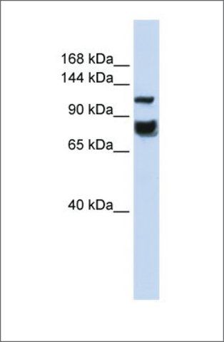 Anti-HDAC4 (ab2) antibody produced in rabbit