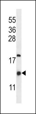 ANTI-HIGD2A (N-TERM) antibody produced in rabbit