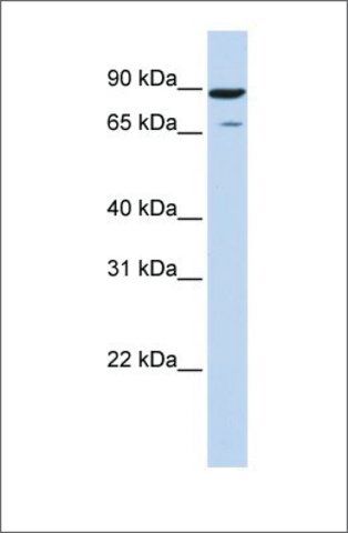 Anti-HIPK4 antibody produced in rabbit