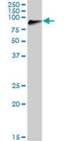 Anti-DGKG antibody produced in mouse