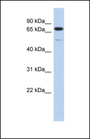 Anti-DMTF1 antibody produced in rabbit