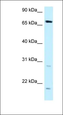 Anti-DMWD antibody produced in rabbit