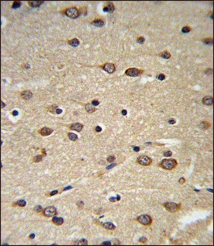 ANTI-DLK2 (C-TERM) antibody produced in rabbit