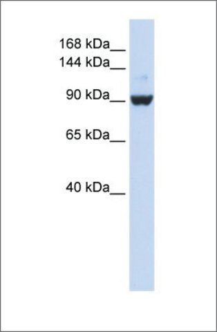 Anti-DHX34 antibody produced in rabbit