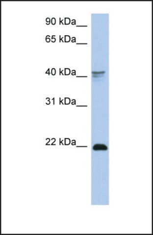 Anti-DLX4 antibody produced in rabbit