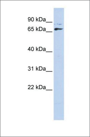 Anti-DLX4 (ab4) antibody produced in rabbit