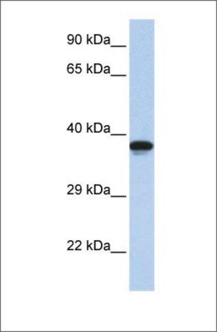 Anti-DMRTC2 antibody produced in rabbit