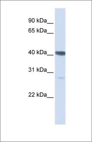 Anti-DNAJB11 antibody produced in rabbit