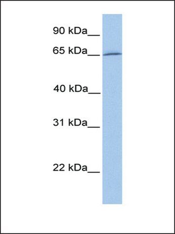 Anti-DYNC1I1 antibody produced in rabbit