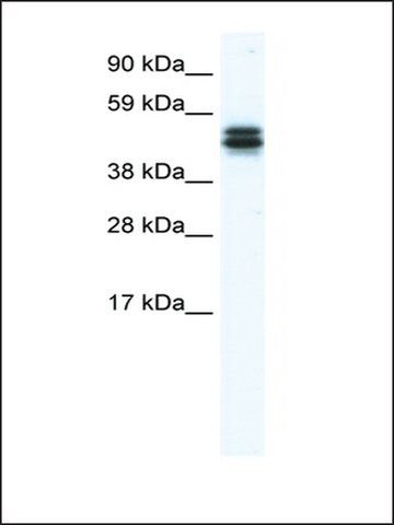 Anti-E130307M08RIK antibody produced in rabbit