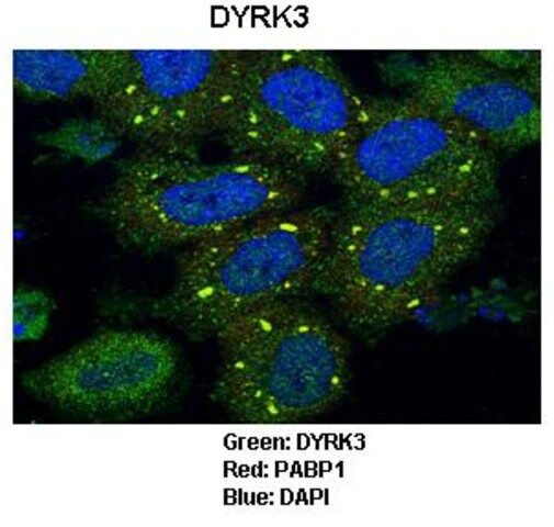 Anti-DYRK3, (N-terminal) antibody produced in rabbit