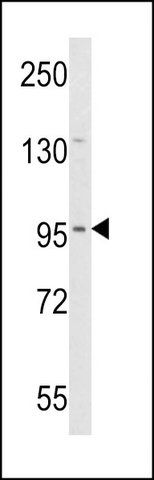 ANTI-DZIP1 (CENTER) antibody produced in rabbit