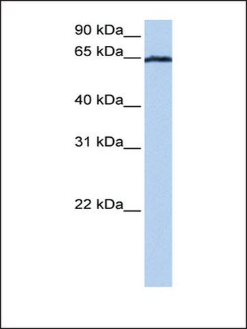 Anti-EBF4 antibody produced in rabbit