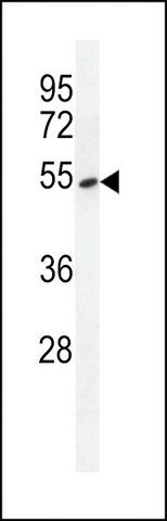 ANTI-EAPII(C-TERMINAL) antibody produced in rabbit