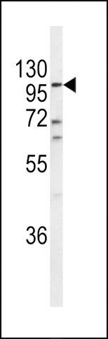 ANTI-ECE-1(C-TERMINAL) antibody produced in rabbit