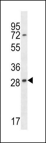 ANTI-EAN57 (N-TERM) antibody produced in rabbit