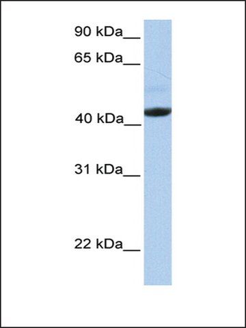 Anti-EDAR antibody produced in rabbit