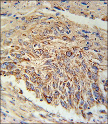 ANTI-EBPL (C-TERM) antibody produced in rabbit