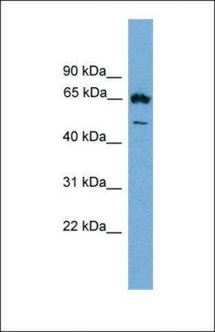 Anti-EBF4 antibody produced in rabbit