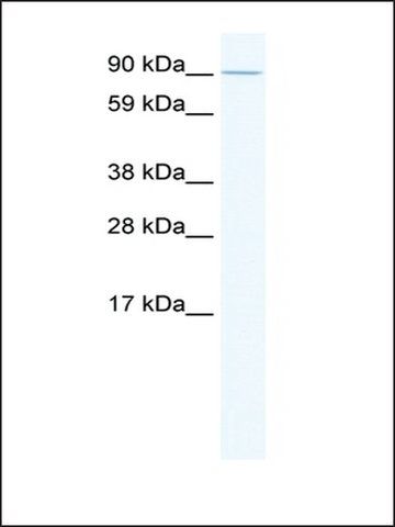 Anti-E2F7 antibody produced in rabbit