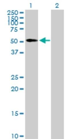 Anti-EDIL3 antibody produced in mouse