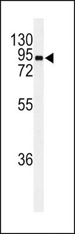 ANTI-EFHC2 (N-TERM) antibody produced in rabbit