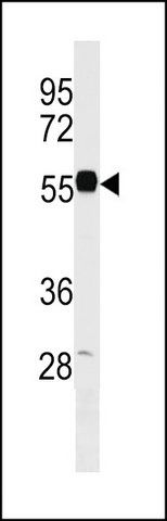 ANTI-EEPD1 (C-TERM) antibody produced in rabbit