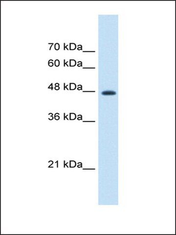 Anti-EEF1G (AB2) antibody produced in rabbit