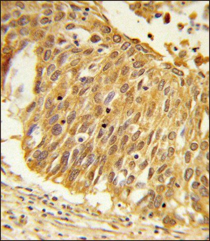 ANTI-EEFSEC (C-TERM) antibody produced in rabbit