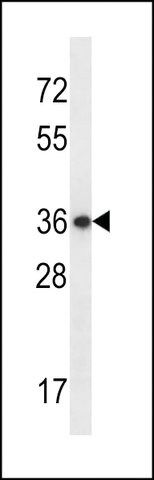 ANTI-EAPP(C-TERMINAL) antibody produced in rabbit