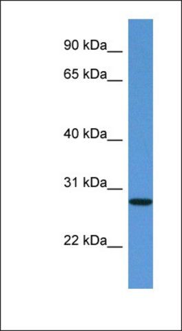 Anti-EDN3 antibody produced in rabbit