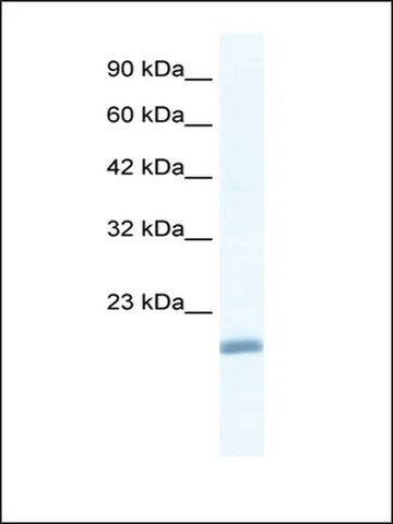 Anti-EDF1 antibody produced in rabbit