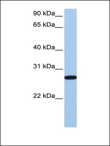 Anti-ECT2 (AB1) antibody produced in rabbit