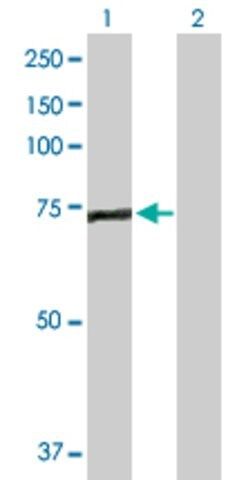 Anti-EFHC1 antibody produced in rabbit