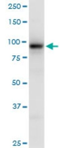 Anti-EEF2K antibody produced in mouse