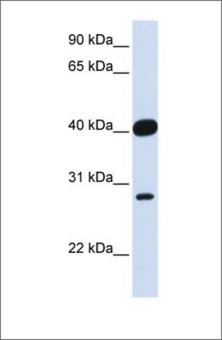 Anti-ELK3 (ab1) antibody produced in rabbit