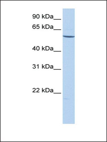 Anti-EMID2 (AB2) antibody produced in rabbit