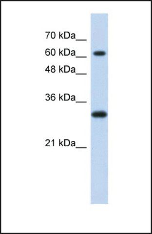 Anti-ERF antibody produced in rabbit