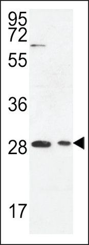 ANTI-ERMIN (CENTER) antibody produced in rabbit